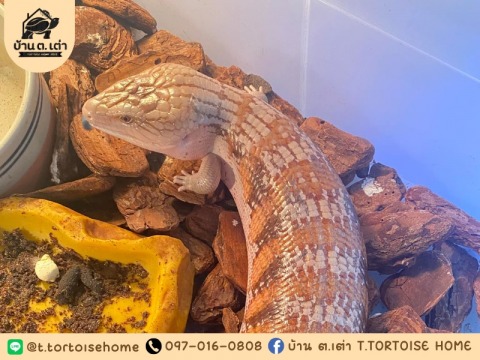 บ้าน ต.เต่า โรงแรมสัตว์เลื้อยคลาน